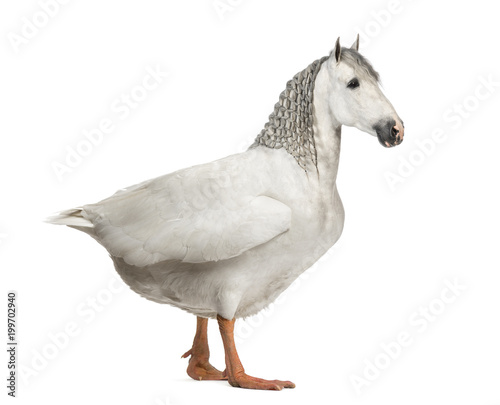 chimera with a horse and a body of a goose against white background photo