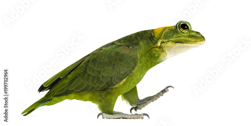 chimera with Yellow-naped parrot with head of frog, walking against white background