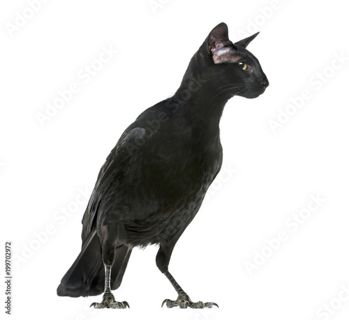 chimera with Carrion Crowand a head of Oriental Shorthair cat on white background