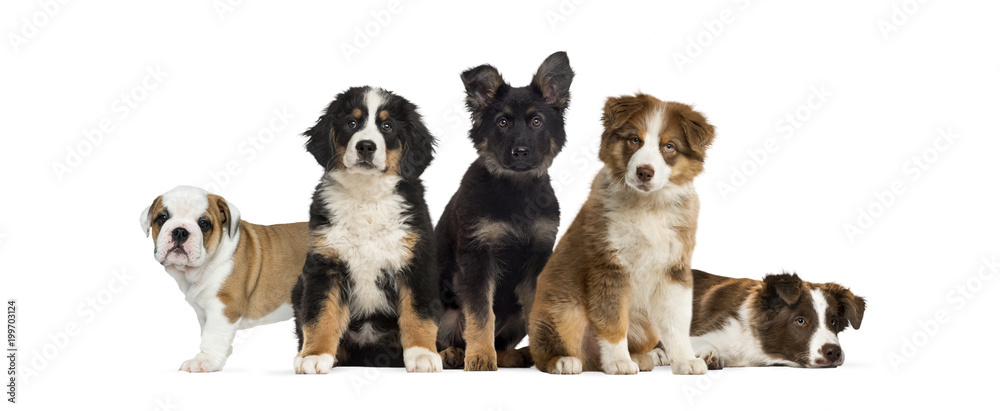 Group of puppies sitting in front of a white background - obrazy, fototapety, plakaty 