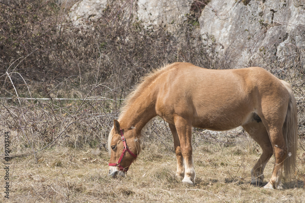 Fototapeta premium Beautiful horse with orange hair and big ears