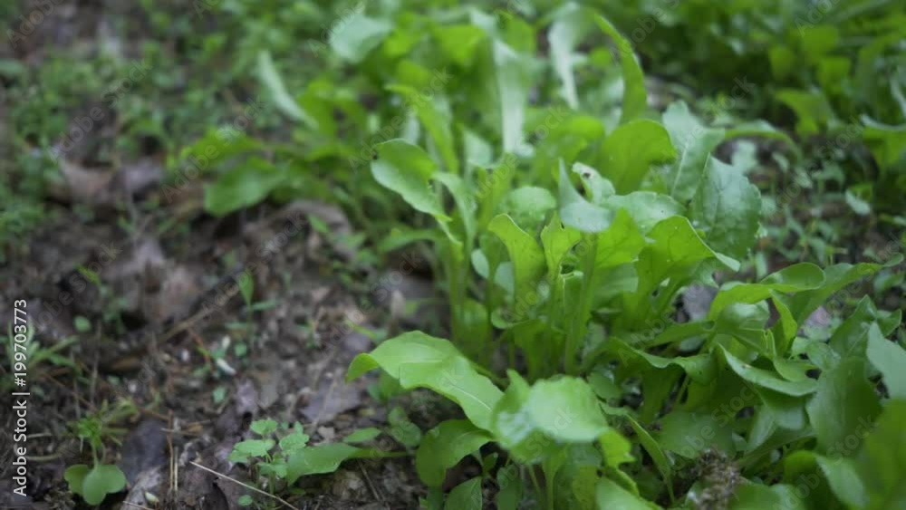 Mature, beautiful woman picking fresh, home grown arugula in a garden. The ultimate farm to table. Shot with steadicam. Mature, beautiful woman picking fresh, home grown arugula in a garden. The ultimate farm to table. Shot with steadicam.