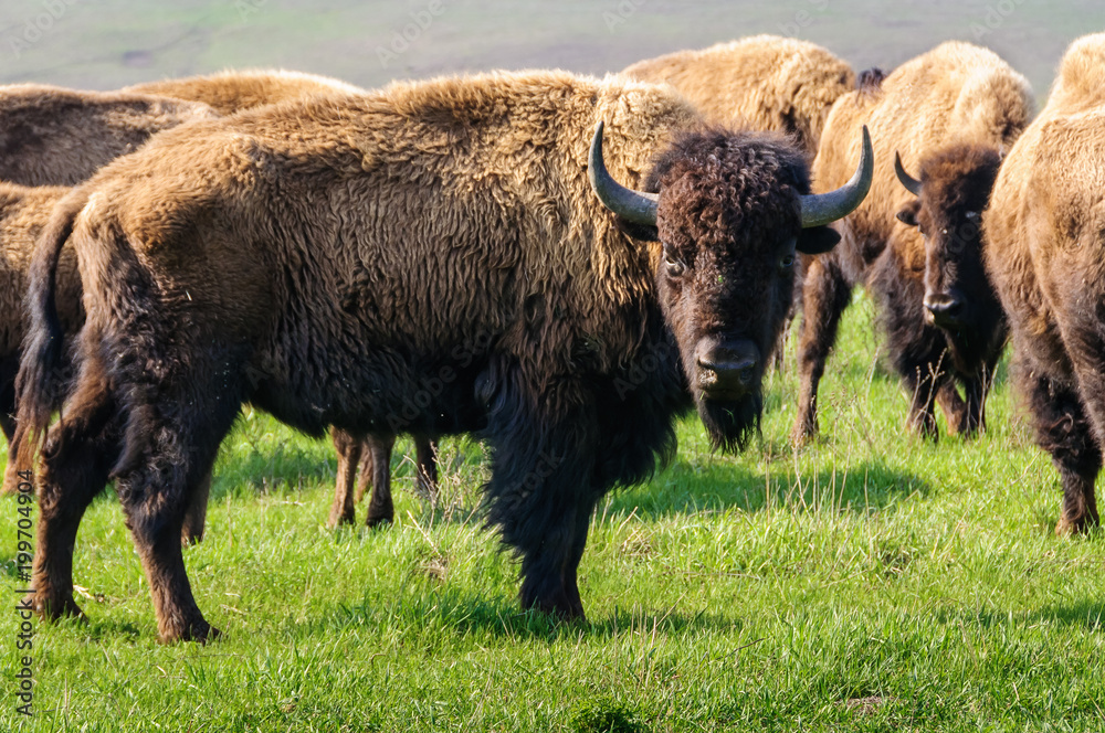 Bison. The young bison. Bison. The young bison.