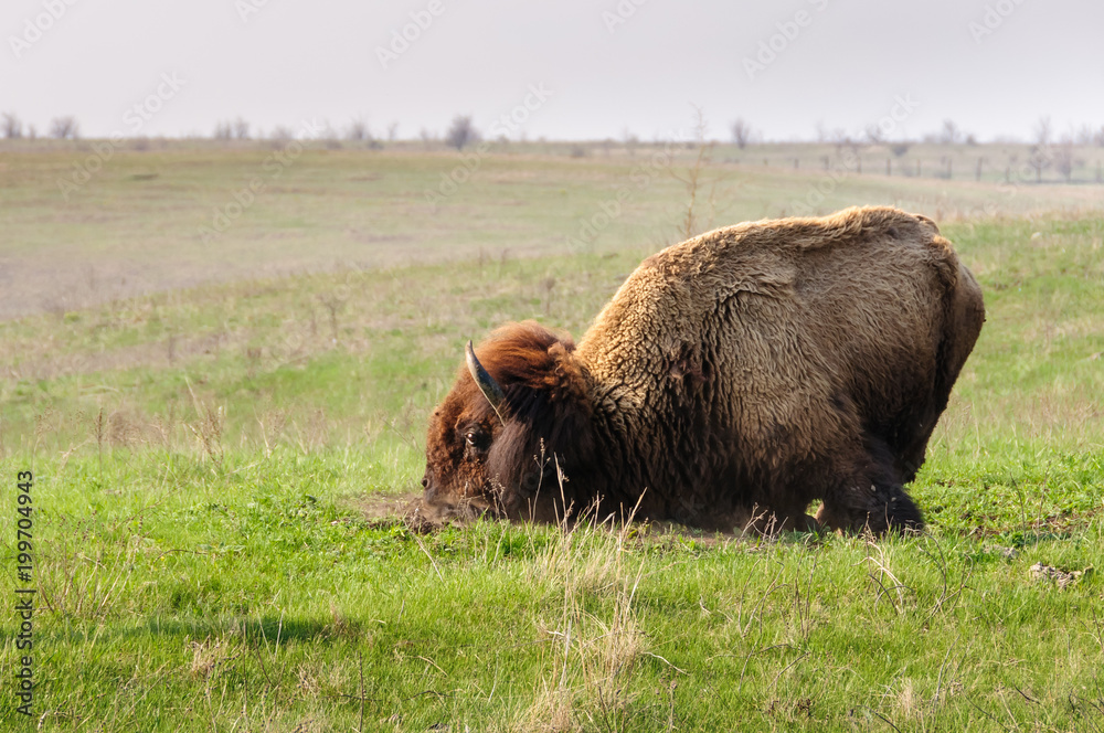 Bison. Alpha male American bison.