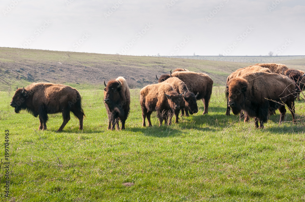 Bison. Herd of grazing buffalo.