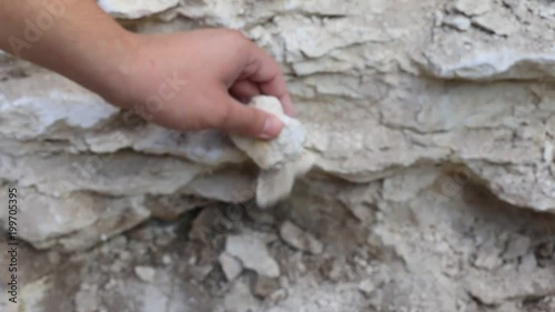 archaeologist finding fossil remains of a shell in limestone