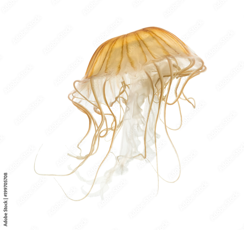 Obraz premium Japanese sea nettle, Chrysaora pacifica, Jellyfish against white