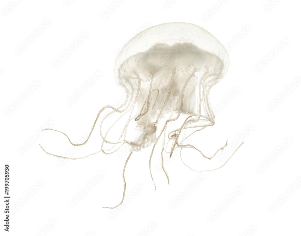 Naklejka premium Disc jellyfish, Sanderia malayensis, swimming against white background