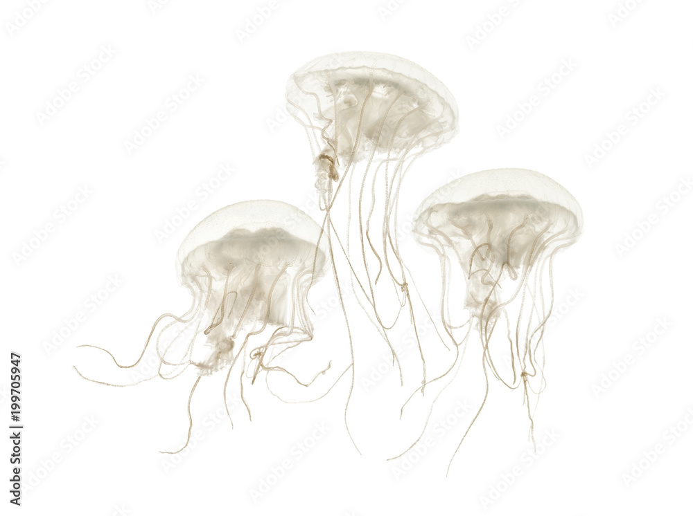 Fototapeta premium Disc meduza, Sanderia malayensis, pływanie na białym tle