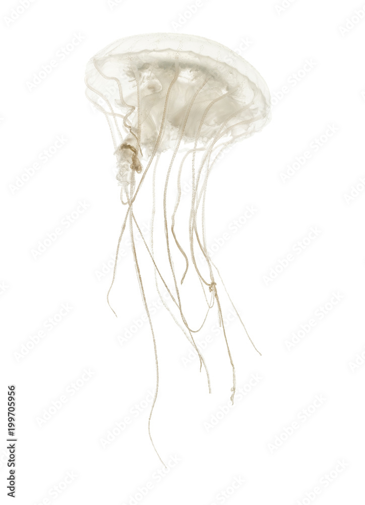 Naklejka premium Meduza tarczowa, Sanderia malayensis, pływająca na białym grzbiecie