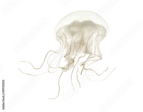 Disc jellyfish, Sanderia malayensis, swimming against white background