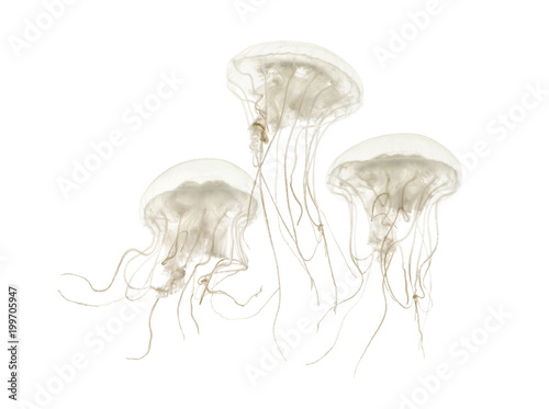 Disc jellyfish, Sanderia malayensis, swimming against white background