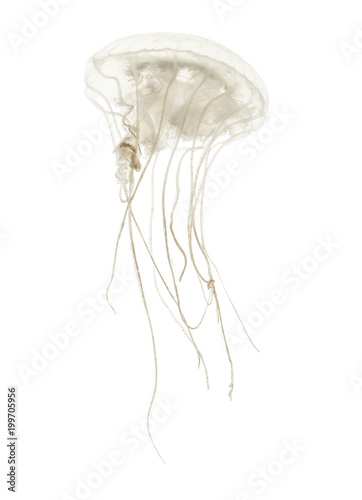 Disc jellyfish, Sanderia malayensis, swimming against white back