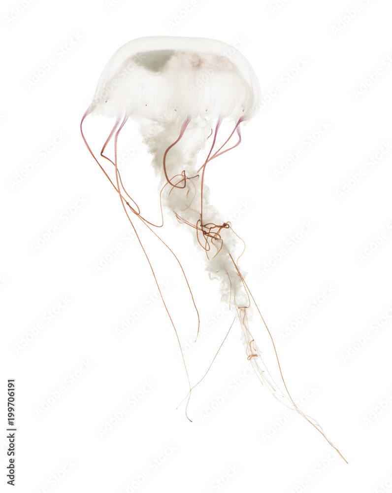 Fototapeta premium Meduza w fioletowe paski, Chrysaora colorata, pływanie na białym tle