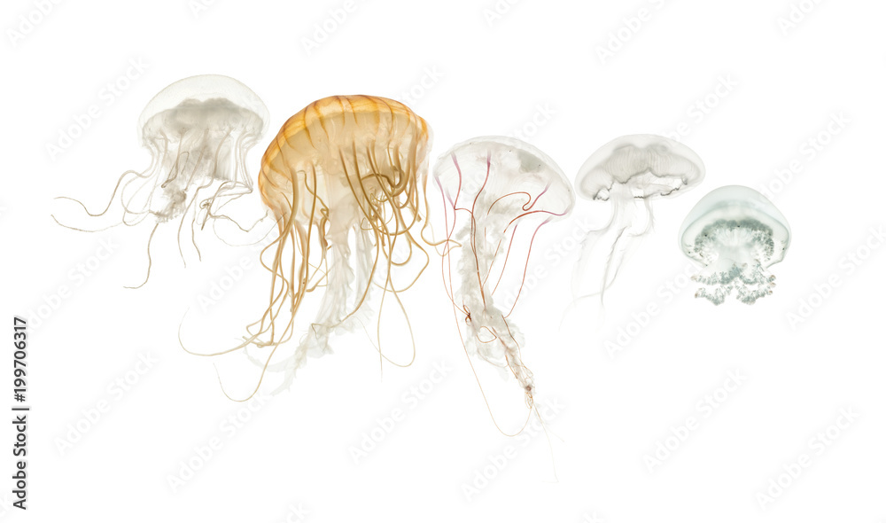 Fototapeta premium Common jellyfish, Aurelia aurita, Cannonball jellyfish, Stomolop