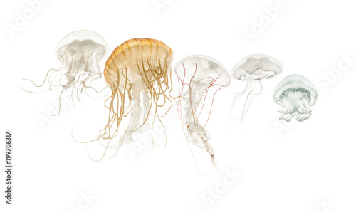 Common jellyfish  Aurelia aurita  Cannonball jellyfish  Stomolop