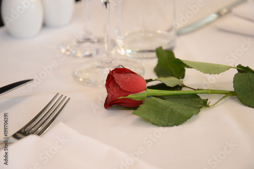 single romantic rose
