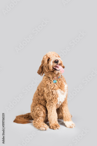 Obraz na płótnie Golden Doodle Dog Isolated