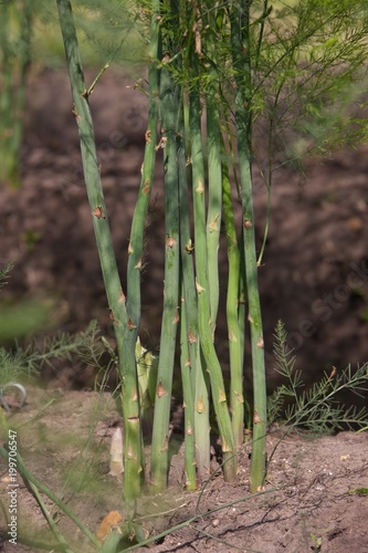 Asparagus