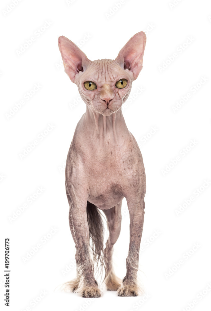 chimera with a Chinese Crested dog and the head of a Sphinx cat against white background
