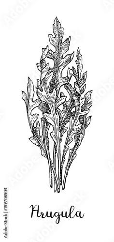 Ink sketch of arugula.