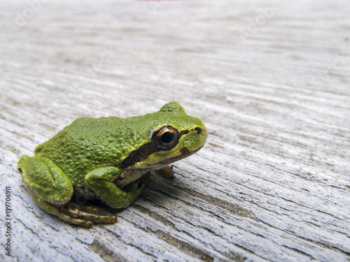 Pacific tree frog (Pseudacris regilla)
Macro photo of a tree frog visiting on my picnic table.