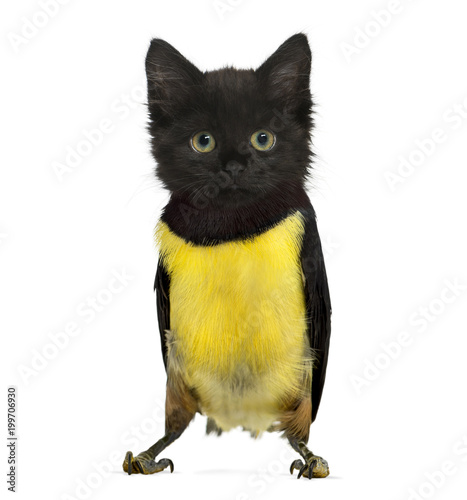 chimera with a Black kitten and body of Green Aracari Toucan against white background
