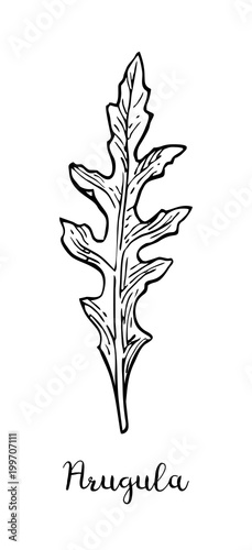 Ink sketch of arugula.