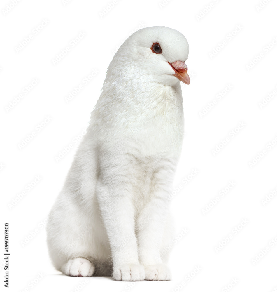 chimera with a White kitten and King Pigeon head against white background