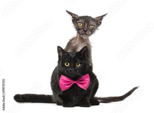 Fototapeta Naklejka Na Ścianę i Meble -  Kitten Lykoi cat, 3 months old, also called the Werewolf cat pee