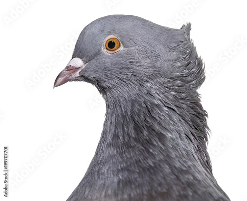 English Fantail pigeon, close up against white background