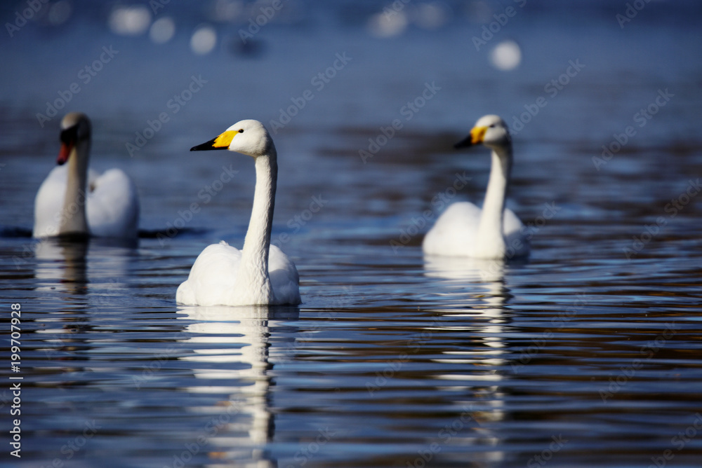 Whooper Swan, Swans, Cygnus cygnus Whooper Swan, Swans, Cygnus cygnus