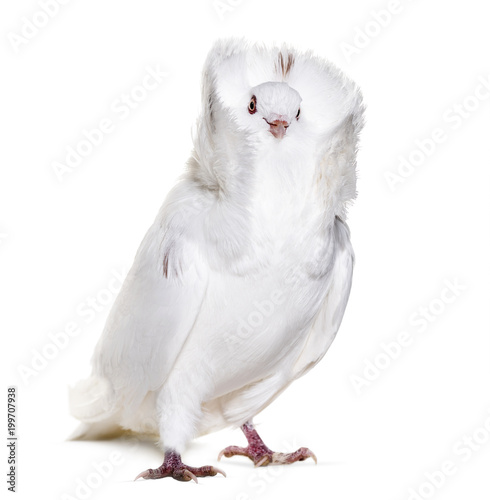 White Jacobin pigeon against white background