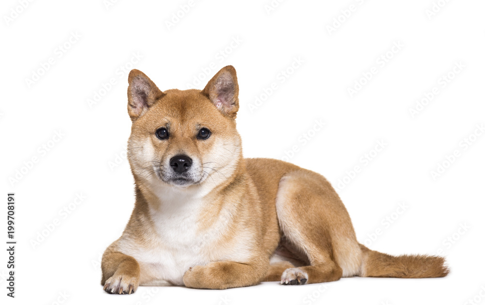 Shiba Inu lying on front against white background