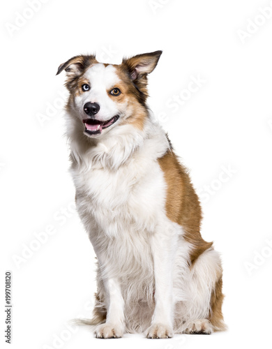 Border Collie sitting against white background © Eric Isselée