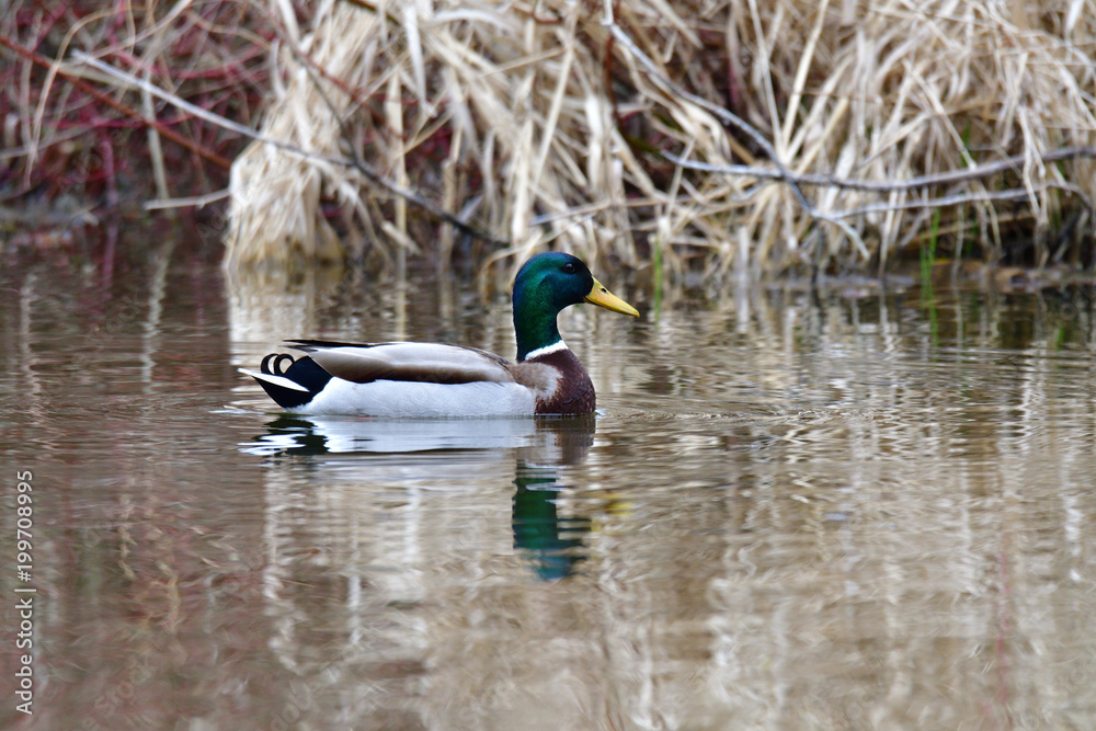 Fototapeta premium Herd of wildlife ducks swimming and settling on the water