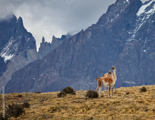 Couple of Guanaco, Lama guanicoe on mountain background, Torres del Paine National Park, Chile, South America