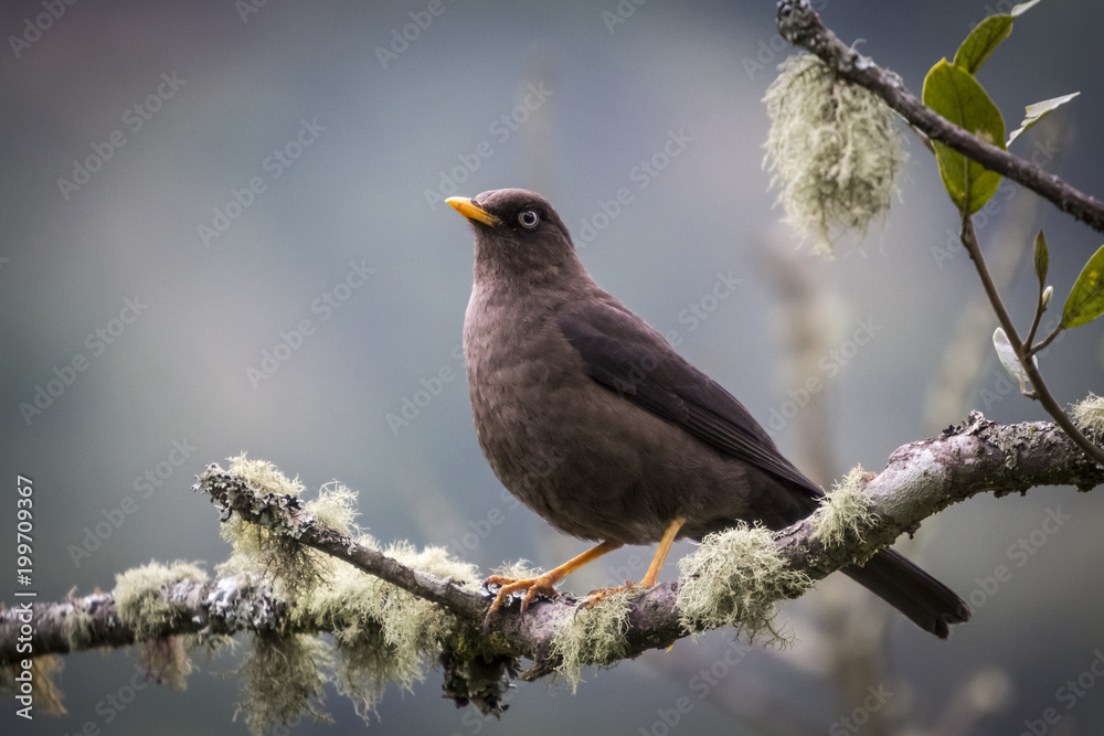 Birds of Costa Rica Sooty Robin Turdus nigrecens. San Gerado de Dota ...