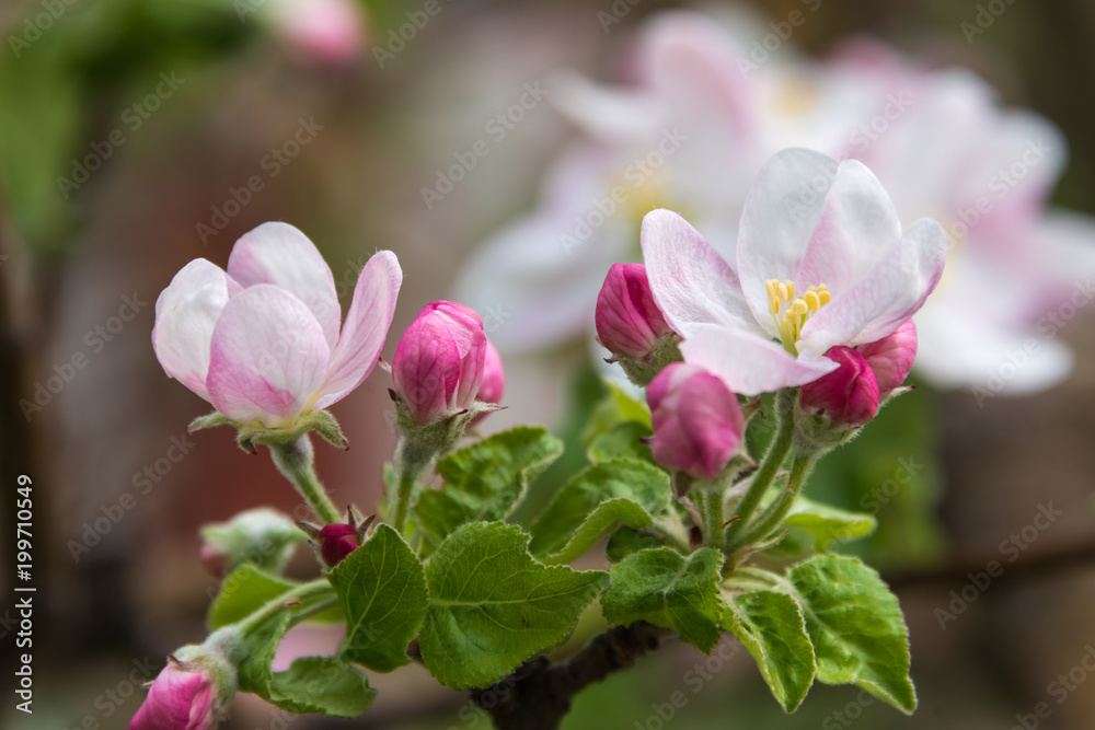 Apple trees in bloom. Rare in its beauty spectacle. 