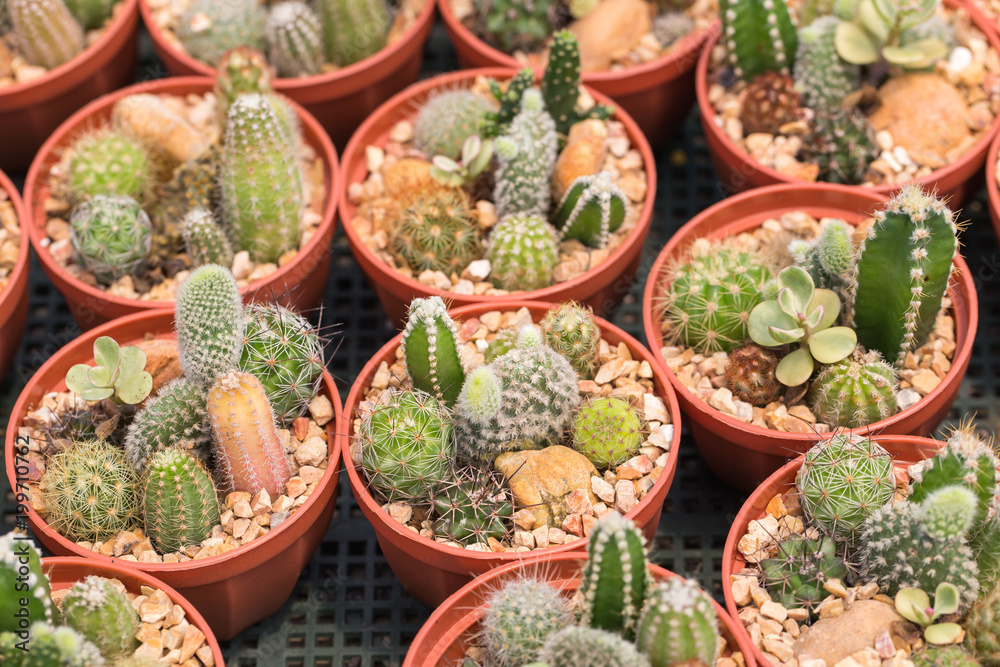 Cactus is the succulent plant with many different shapes, colors, variegated and beautiful flowers. Its native is in desert. People grow cactus for decorate in their garden, glasshouse or greenhouse Cactus is the succulent plant with many different shapes, colors, variegated and beautiful flowers. Its native is in desert. People grow cactus for decorate in their garden, glasshouse or greenhouse