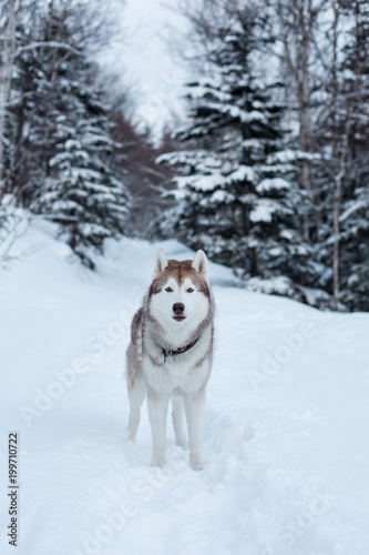 Portrait of free and beautiful dog breed siberian husky standing on the snow in winter forest on the fir trees background in the evening and looking straight to the camera