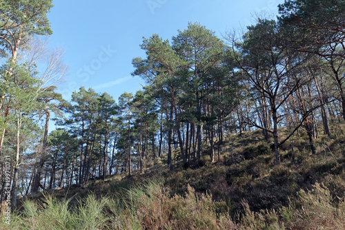 la Malmontagne hill in fontainebleau forest