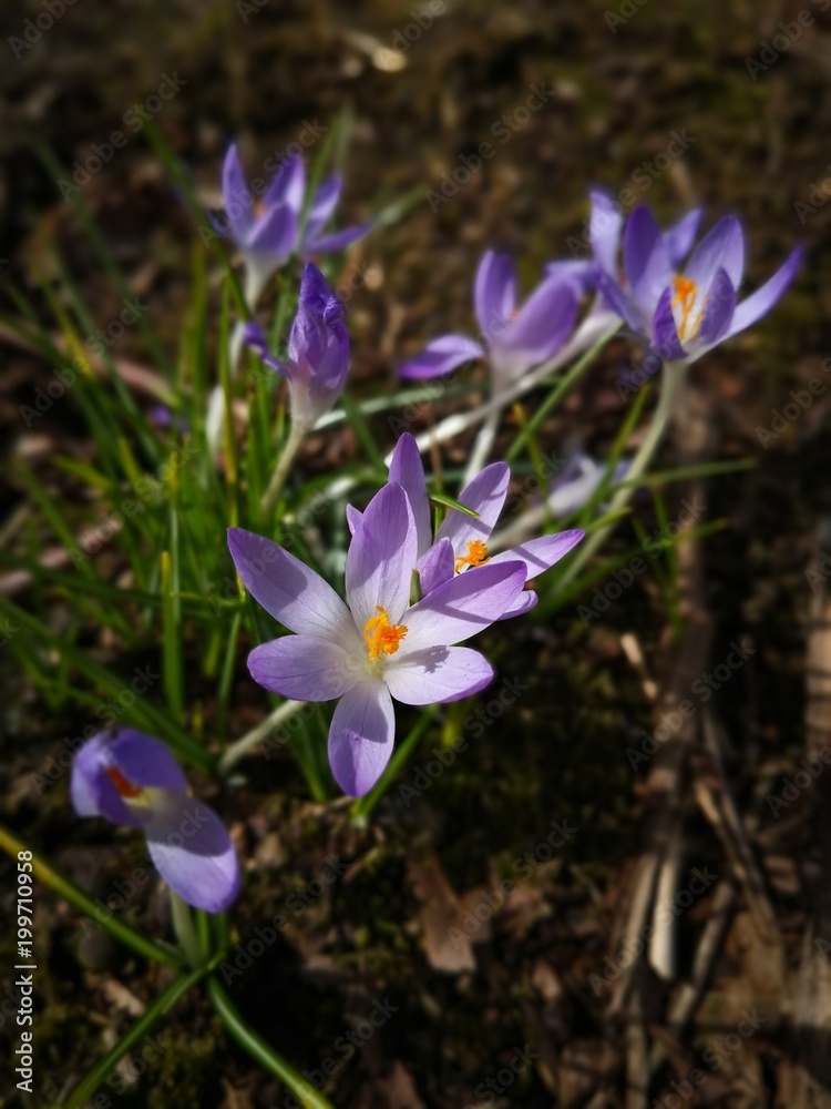 lila Krokusse im Frühling lila Krokusse im Frühling