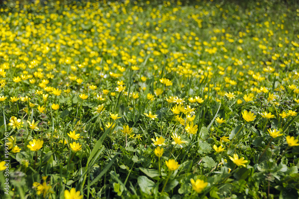 Obraz premium Background. Spring steppe flowers.