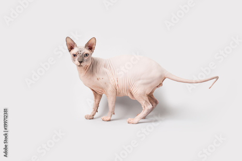 Sphynx Hairless Cat © MeganBetteridge