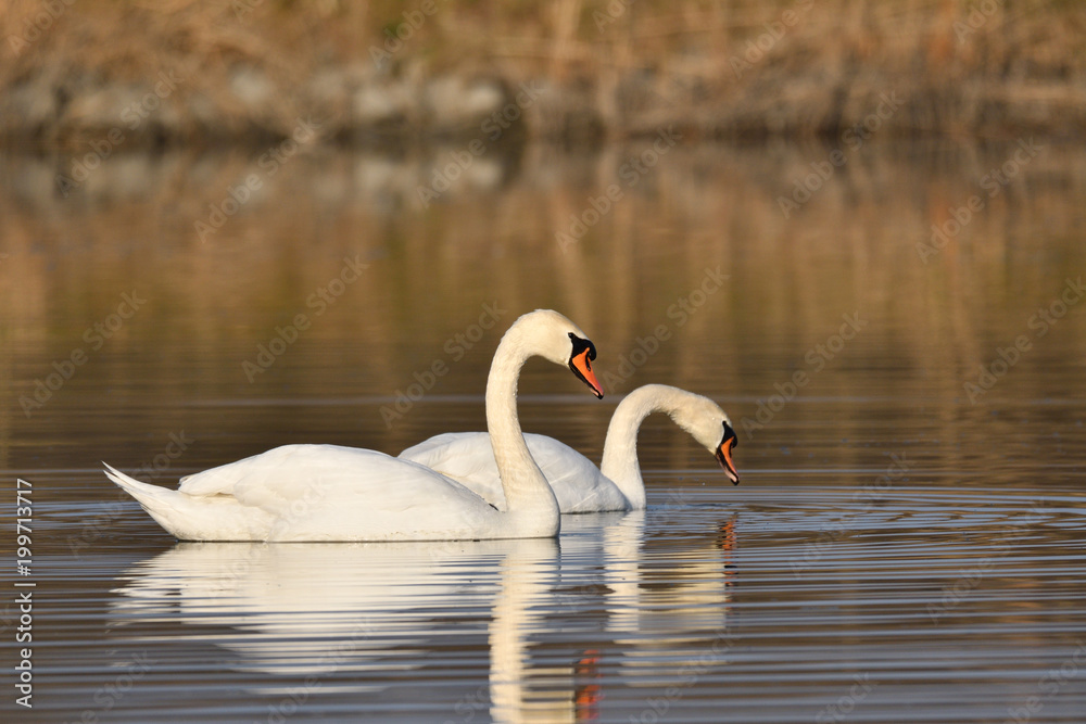 reflection in water of swimming white swan on the lake reflection in water of swimming white swan on the lake