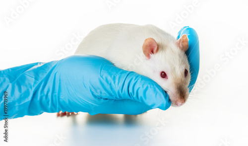 hand in medical gloves hold a rat