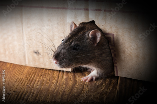 gray rat peeking out