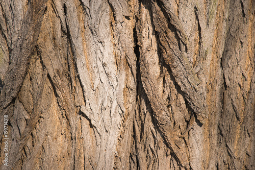 Bark tree texture close up photo with tree skin cracks.