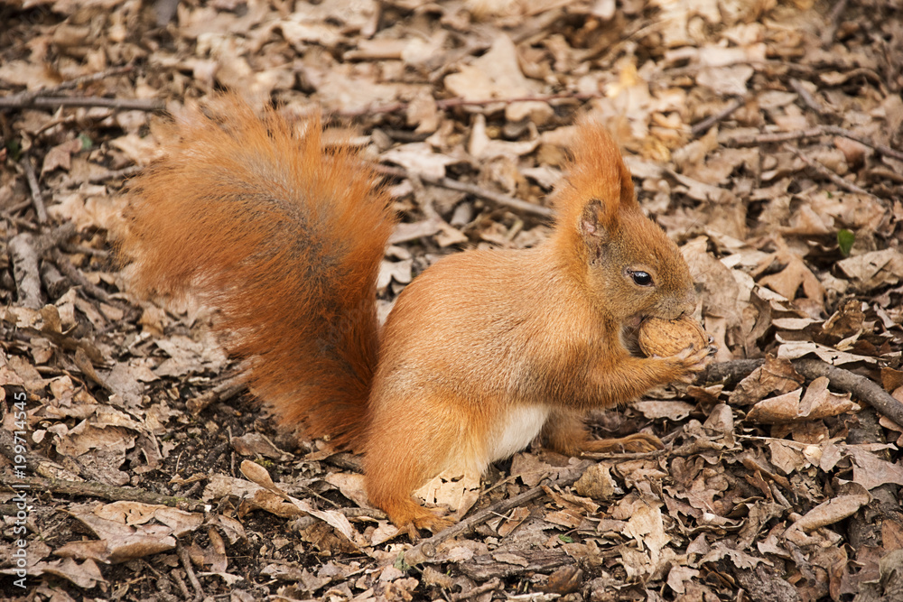 the red squirrel on the ground eats a walnut the red squirrel on the ground eats a walnut